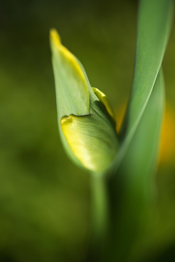 Dreamy Tulip Bud by Joy Watson